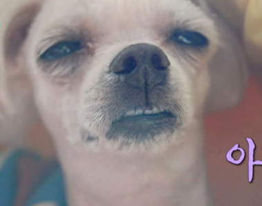 真的累得像狗《拍宣傳照但精神不濟的狗》當明星犬也是很累阿...