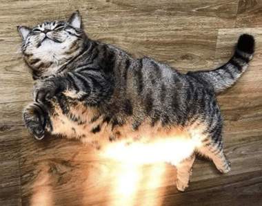 《PS改圖大賽》這次高手幫我PS主題是曬太陽的懶貓