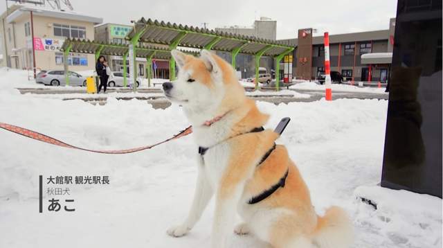 狗狗視角的google街景 讓可愛秋田犬帶著你透過螢幕遊故鄉