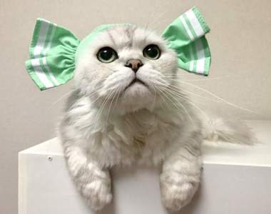 喵的變裝扭蛋《糖果貓》大人氣的貓咪頭套超快速又出新作w