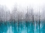 北海道迎接初雪《美瑛白金青い池》蒼茫大雪中令人屏息的自然奇跡,一生必去一次的絕世美景 北海道迎接初雪《美瑛白金青い池》蒼茫大雪中令人屏息的自然奇跡,一生必去一次的絕世美景