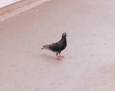 推特瘋傳《可愛反應的鴿子》看牠就知道室外地面到底有多熱w
