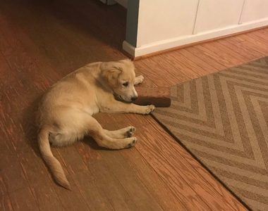 領養狗狗《最好的朋友是磚塊》聽起來有點心酸（淚）