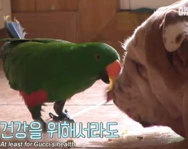 來～張嘴巴《愛餵狗吃飯的鸚鵡》這一餵就把毛小孩養成大胖狗了(￣▽￣)