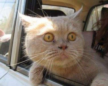 《網友看法》那些你認為已經停止進化的東西有哪些呢？