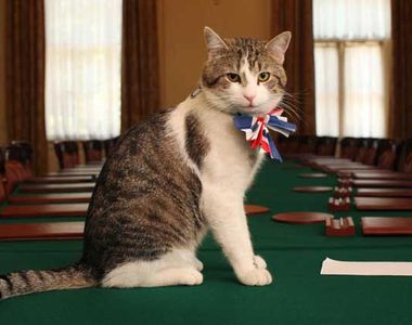 觀眾莞爾《首相官邸警衛替貓敲門》沒錯 這就是人類該做的事