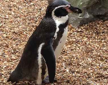 《原來企鵝也會罵髒話?》最近瘋傳的跌倒影片