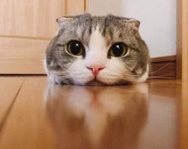 《喵星人趴趴》天氣熱就該像這樣貼著地板涼快一下