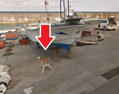 鹿兒島上的《街景柴犬》搜尋街景圖就能看到的可愛光景♥