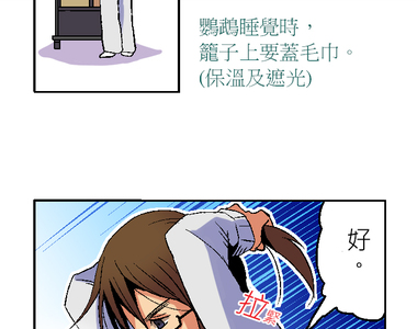 小鸚鵡飼養日記 第8話