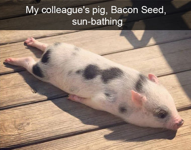 《動物超好笑一瞬間》小豬曬了太陽會變培根嗎(誤)