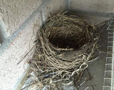 這一戰就是4年《排氣口上的鳥巢》鳥媽媽堅持來這築巢讓網友大傻眼