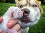 「服務犬哈士奇」發現被丟棄的箱子 裡面有7隻小貓... 「服務犬哈士奇」發現被丟棄的箱子 裡面有7隻小貓...