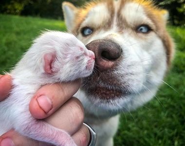 「服務犬哈士奇」發現被丟棄的箱子 裡面有7隻小貓...