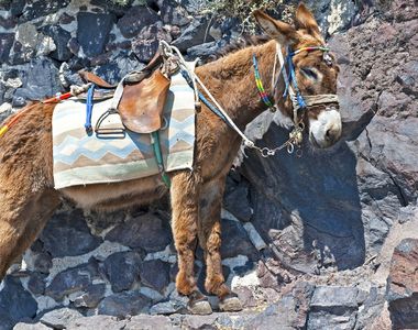 聖托里尼島《驢子過勞虐待事件》終獲改善 超過100公斤以後不可騎驢