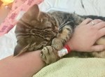 害怕被拋棄《緊抓著手不放的貓》就算長大了也維持這個習慣 害怕被拋棄《緊抓著手不放的貓》就算長大了也維持這個習慣