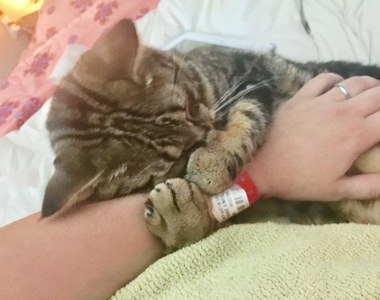 害怕被拋棄《緊抓著手不放的貓》就算長大了也維持這個習慣