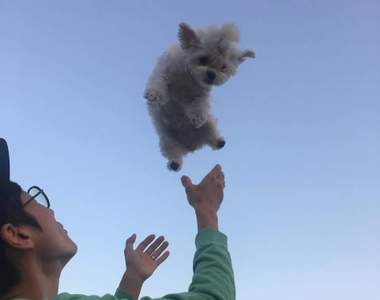 把狗狗拋向空中的《狗狗漂浮照》在韓國流行 日媒批這簡直是虐待動物...