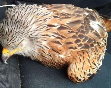 《救了一隻受傷的紅鳶》馬上就領教到他的厲害