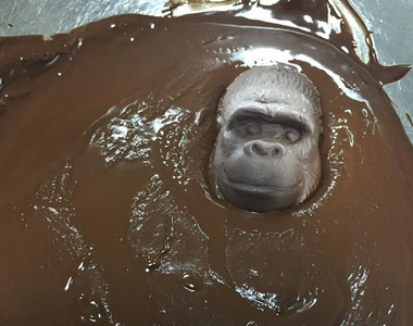 融巧克力好好玩《大猩猩巧克力》他們都有顆頑強的頭殼ww