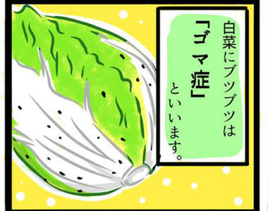 火鍋季必見《白菜上的小黑點》不是發霉也不是生病，而是白菜努力成長的證據！？