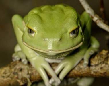 《厭世樹蛙》怎麼可以擺出什麼都無所謂的那種眼神啊XD