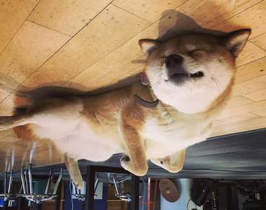 社群熱門寵物照《氣球狗》這些孩子是睡一睡就飛上去了嗎( ̄▽ ̄)?