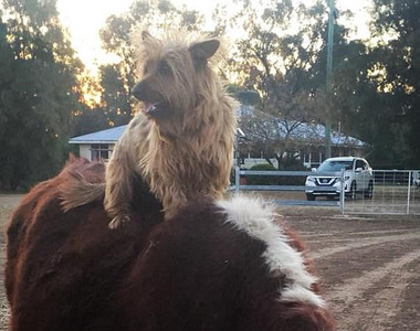 超任性《不帶我出門就自己出去玩的狗》離家1500公里大冒險