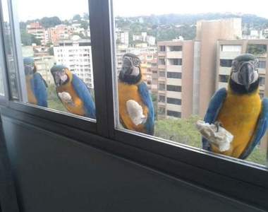 什麼都有什麼都不奇怪《窗戶外的意外稀客》走過路過絕不能錯過的美景就在這