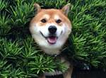 飼主都愛取這些名《最常見的狗名》第一名真的蠻常聽到的w 飼主都愛取這些名《最常見的狗名》第一名真的蠻常聽到的w