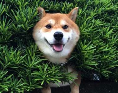飼主都愛取這些名《最常見的狗名》第一名真的蠻常聽到的w