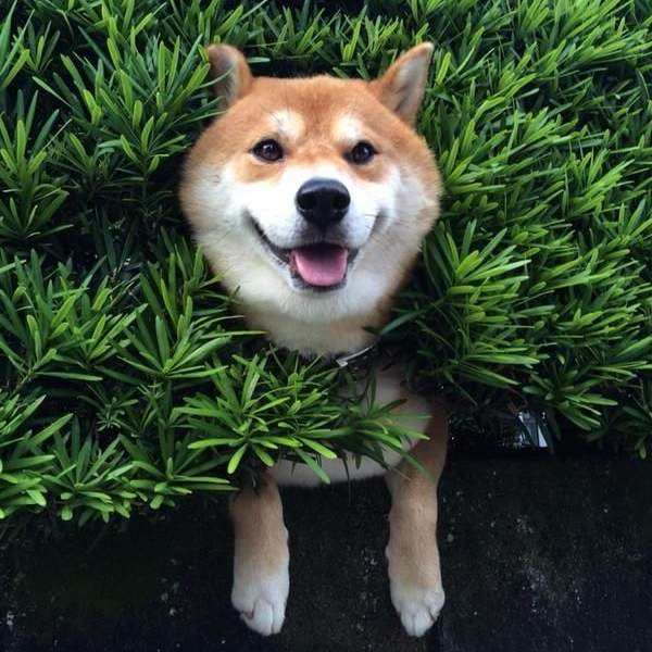 圖片1 圖片1
