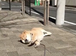 不想回家《柴犬まる》曬太陽好舒服哇~汪星人爽躺秒睡畫面超療癒 不想回家《柴犬まる》曬太陽好舒服哇~汪星人爽躺秒睡畫面超療癒