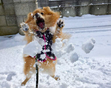 《東京久違的大雪》狗狗放出門結果比主人玩得還瘋ww