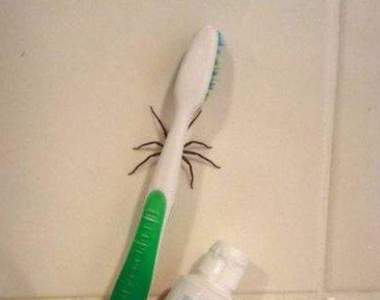 《種種意義上的危險照片》奇怪怎麼牙刷長腳了呢!?