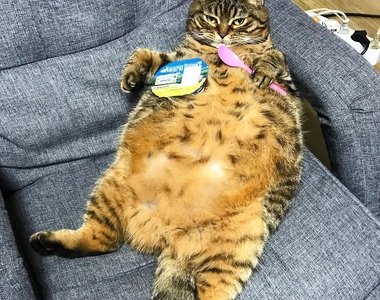 姊紅的不是臉是脂肪《肥貓Coco》一家三口都肥嘟嘟的超可愛♥