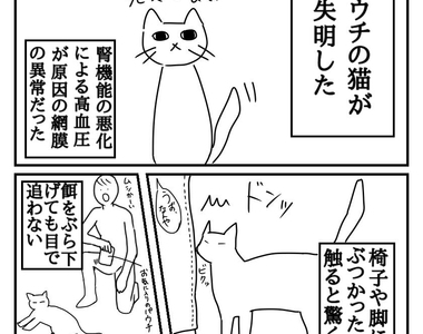 《貓咪失明的經驗分享》希望喚起飼主們對高齡寵物的更多注意