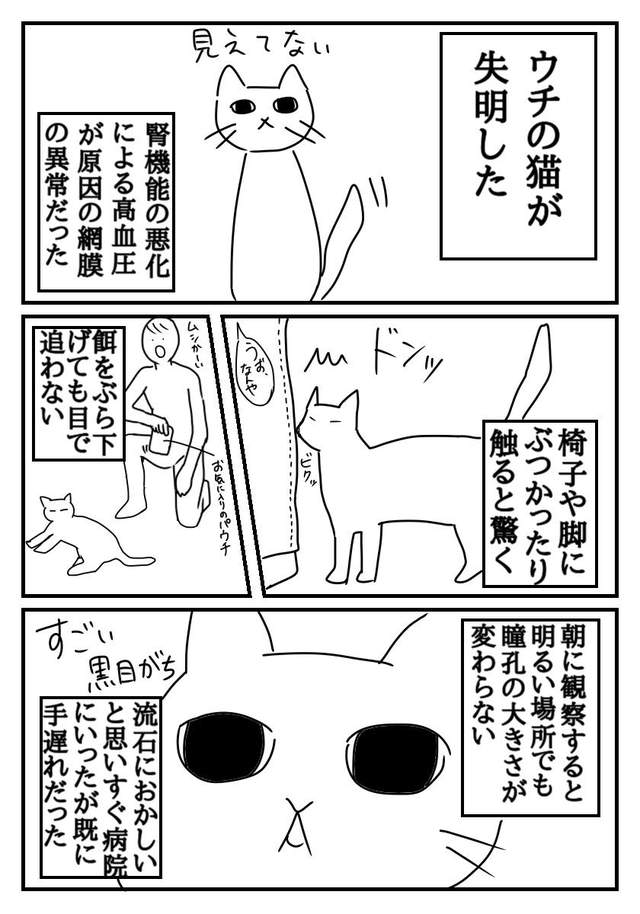 貓咪失明的經驗分享 希望喚起飼主們對高齡寵物的更多注意