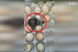 炎夏驚奇事件《天氣熱到孵出小雞》把雞蛋放陽台就孕育新生命了...