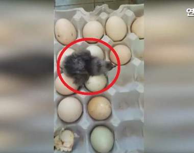 炎夏驚奇事件《天氣熱到孵出小雞》把雞蛋放陽台就孕育新生命了...