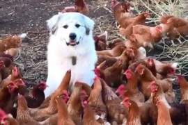 難道這就是....牧雞犬《雞群中超淡定的狗》被猛啄也不動如山