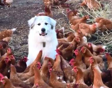 難道這就是....牧雞犬《雞群中超淡定的狗》被猛啄也不動如山
