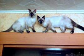 這條路是單向道《當貓咪會車時》牠們果然沒有骨頭阿阿阿