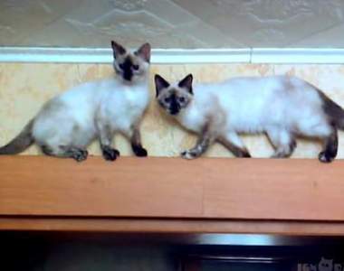 這條路是單向道《當貓咪會車時》牠們果然沒有骨頭阿阿阿