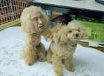 【有片】我看了什麼?Amazon x《松本人志》新廣告化身「人面犬」,求觀眾心理陰影面積… 【有片】我看了什麼?Amazon x《松本人志》新廣告化身「人面犬」,求觀眾心理陰影面積…