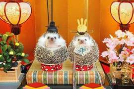 一手就可以掌握《超人氣刺蝟Azuki》內心情緒很充足的小少年(&#39;・ω・&#39;)