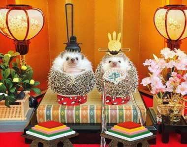 一手就可以掌握《超人氣刺蝟Azuki》內心情緒很充足的小少年(&#39;・ω・&#39;)