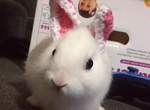 沒有耳朵的兔子《Mimi》飼主用「這招」讓牠萌度翻倍成為網紅寵物 沒有耳朵的兔子《Mimi》飼主用「這招」讓牠萌度翻倍成為網紅寵物