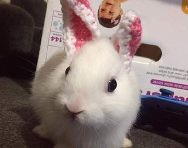 沒有耳朵的兔子《Mimi》飼主用「這招」讓牠萌度翻倍成為網紅寵物