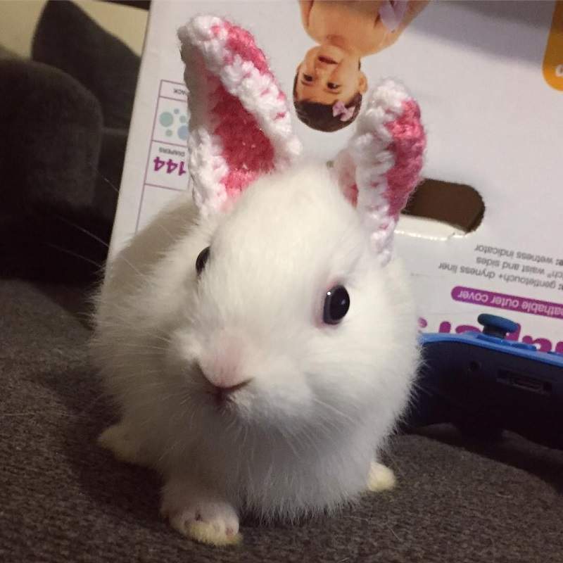 沒有耳朵的兔子《Mimi》飼主用「這招」讓牠萌度翻倍成為網紅寵物 - 圖片1 沒有耳朵的兔子《Mimi》飼主用「這招」讓牠萌度翻倍成為網紅寵物 - 圖片1